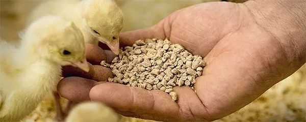 智能防霉劑 開(kāi)啟飼料安全存儲(chǔ)新篇章